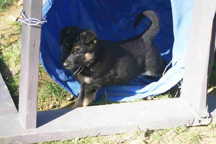 Chiot berger Allemand blanc 16 et 17 Octobre 2010
