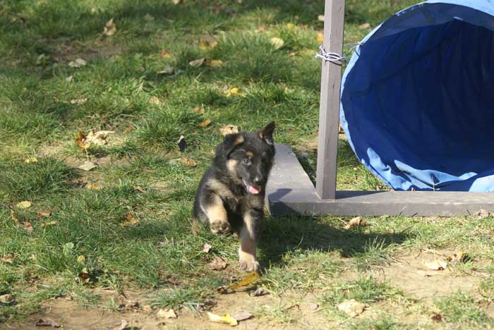 Chiot berger Allemand blanc 16 et 17 Octobre 2010