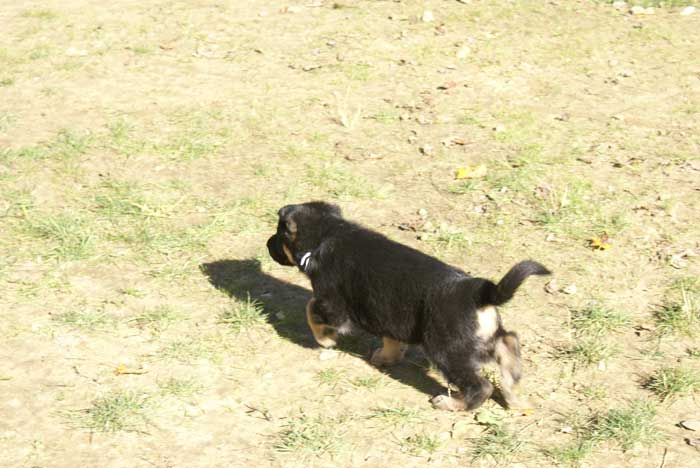 Chiot berger Allemand blanc 16 et 17 Octobre 2010
