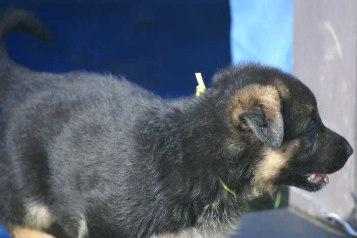 Chiot berger Allemand jaune 16 et 17 Octobre 2010