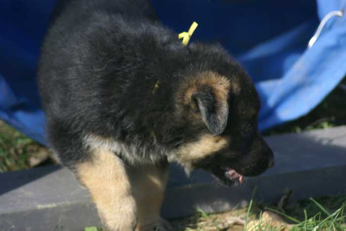 Chiot berger Allemand jaune 16 et 17 Octobre 2010
