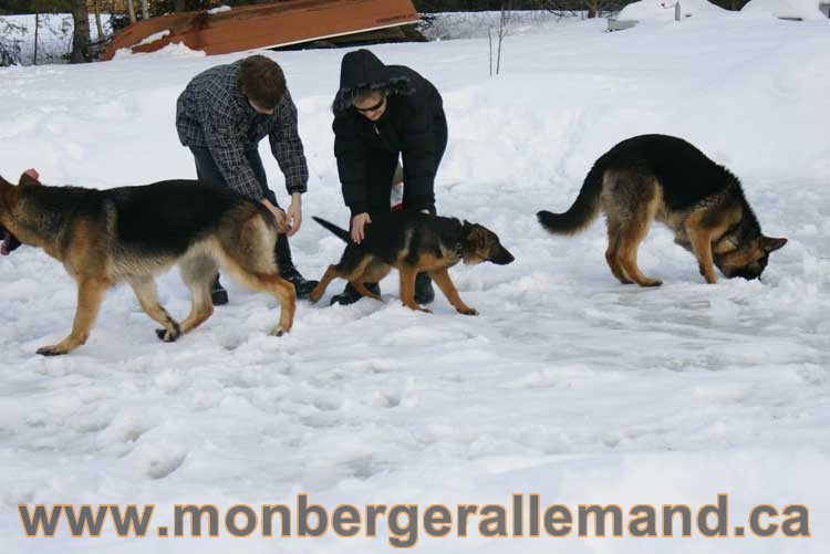 Chiots et chien berger allemand - 15 mars 2011