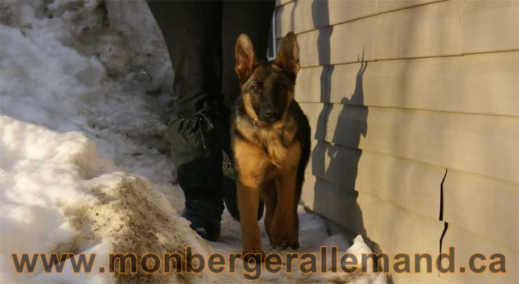 Chiots et chien berger allemand - 15 mars 2011