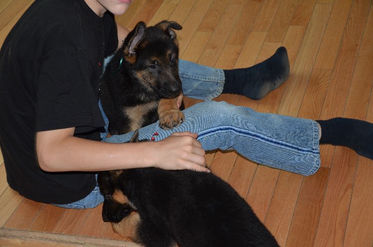 Chiots Berger allemand a Roxy , Le départ !