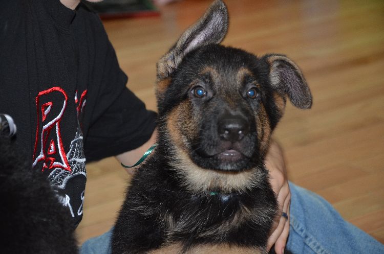 Chiots Berger allemand a Roxy , Le départ !