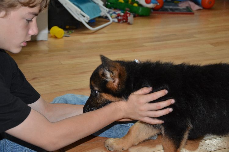 Chiots Berger allemand a Roxy , Le départ !