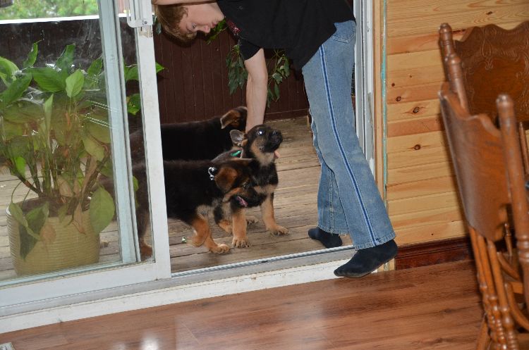 Chiots Berger allemand a Roxy , Le départ !
