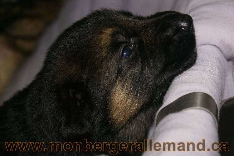 Les chiots a Roxy&nbsp;Il reste 2 chiots disponible sur cette portée