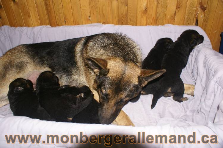 Les chiots a Roxy&nbsp;Il reste 2 chiots disponible sur cette portée