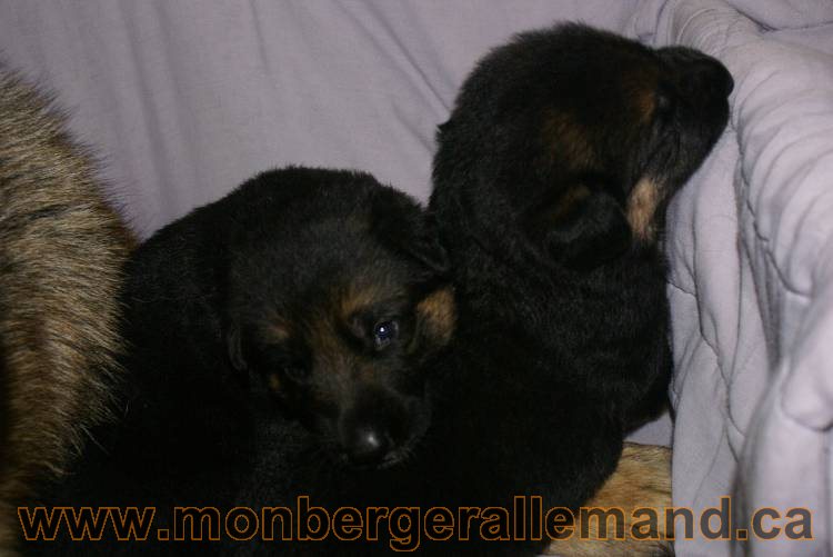 Les chiots a Roxy&nbsp;Il reste 2 chiots disponible sur cette portée