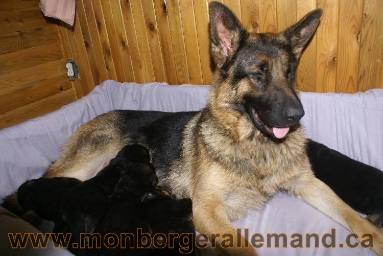 Les chiots a Roxy&nbsp;Il reste 2 chiots disponible sur cette portée