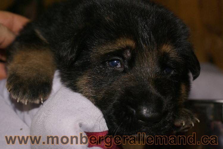 Les chiots a Roxy&nbsp;Il reste 2 chiots disponible sur cette portée