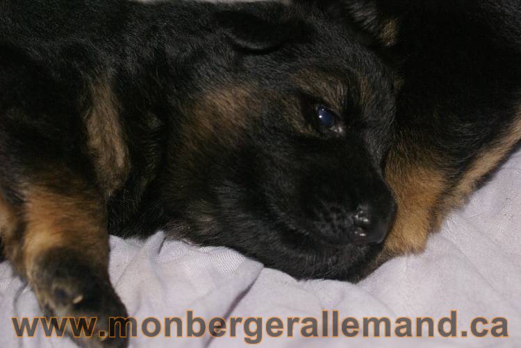 Les chiots a Roxy&nbsp;Il reste 2 chiots disponible sur cette portée