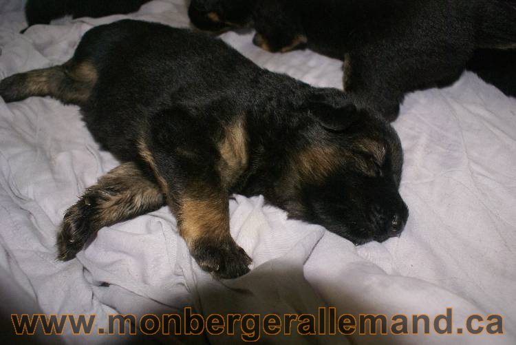 Les chiots a Roxy&nbsp;Il reste 2 chiots disponible sur cette portée