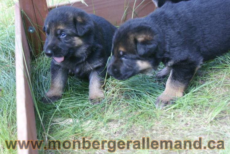 Les chiots a Roxy&nbsp;Il reste 2 chiots disponible sur cette portée