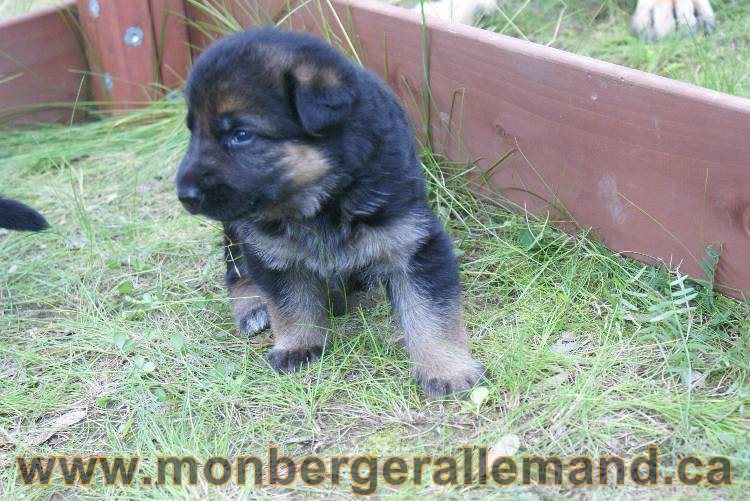 Les chiots a Roxy&nbsp;Il reste 2 chiots disponible sur cette portée