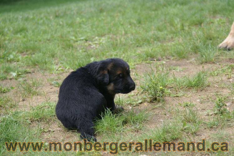Les chiots a Roxy&nbsp;Il reste 2 chiots disponible sur cette portée