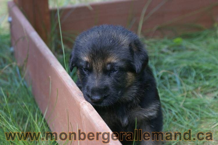 Les chiots a Roxy&nbsp;Il reste 2 chiots disponible sur cette portée