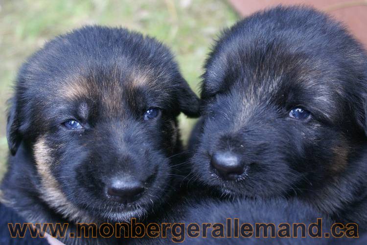 Les chiots a Roxy&nbsp;Il reste 2 chiots disponible sur cette portée