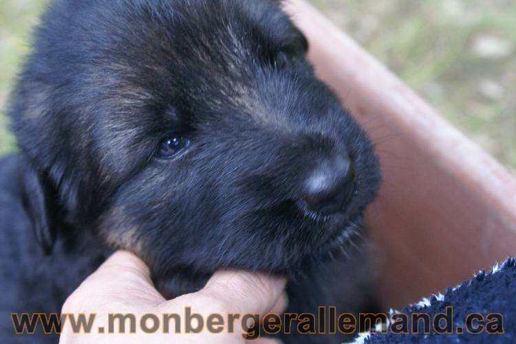Les chiots a Roxy&nbsp;Il reste 2 chiots disponible sur cette portée