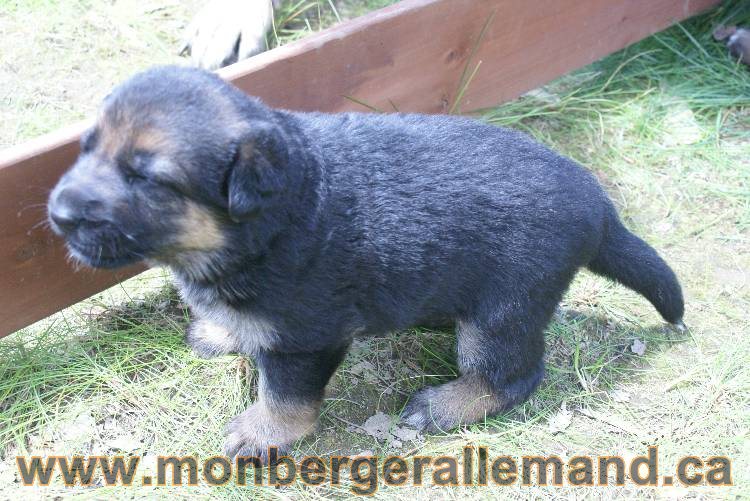 Les chiots a Roxy&nbsp;Il reste 2 chiots disponible sur cette portée